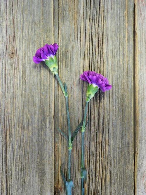 MOONSHADE PURPLE CARNATIONS